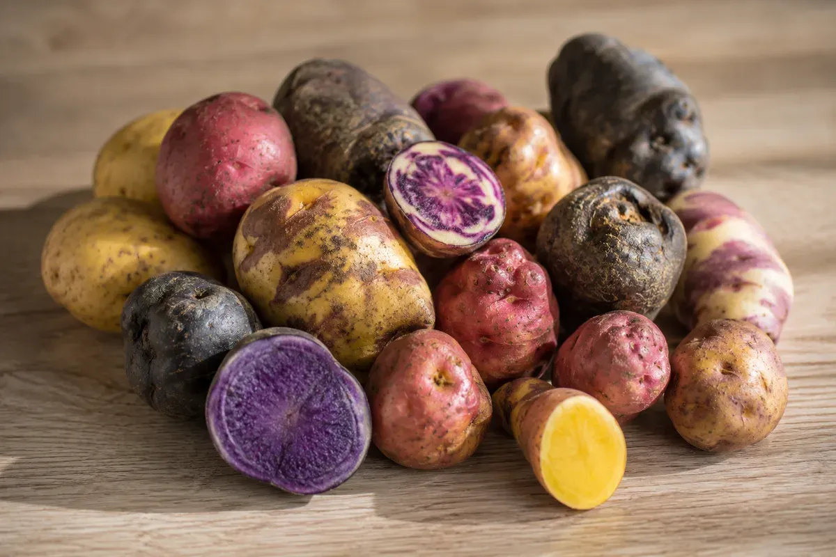 A pile of native Peruvian potatoes in yellow, red, purple and near-black, several cut open to reveal vivid purple, pink and gold flesh